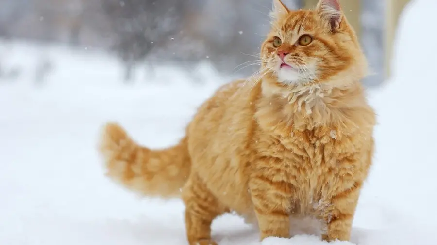 Picture of a fat and fluffy cat in snowy nature 2023