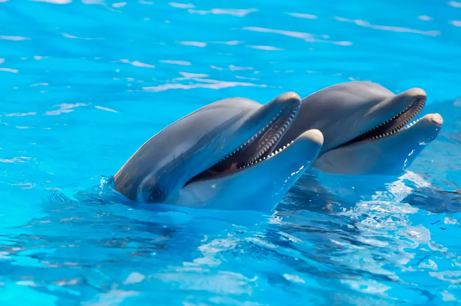 Download high quality dolphin stock image for design and editing