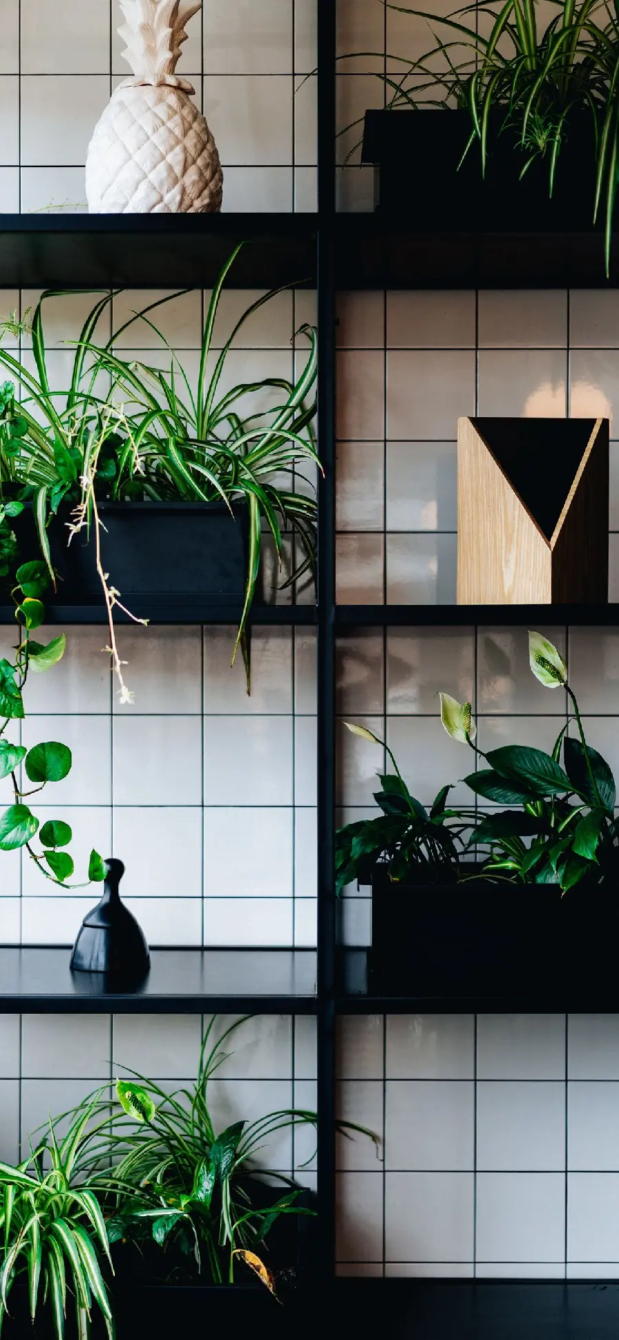 FULL HD photo of an arrangement of houseplants