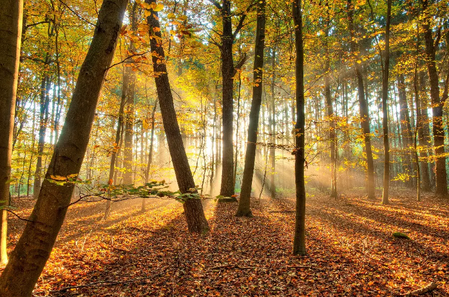 Autumn nature masterpiece frame of the forest with colorful trees nature full hd
