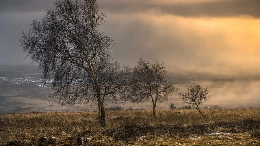 A very beautiful photo of dry trees for Windows backgrounds 