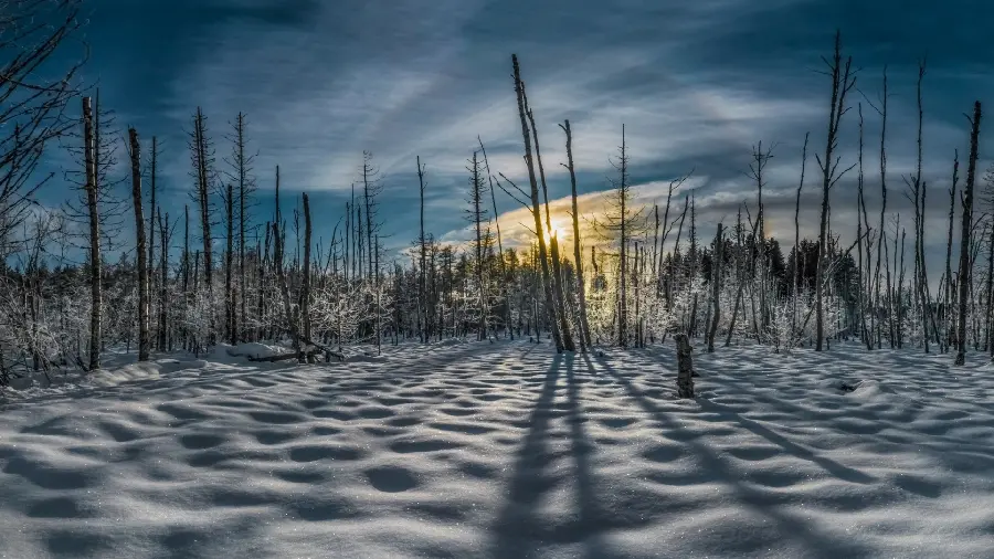 Beautiful photo of sunrise in the snowy forest as wallpaper