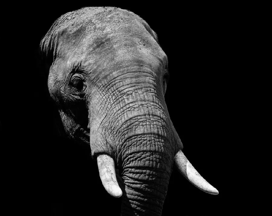 Wallpaper of elephant with black and white background