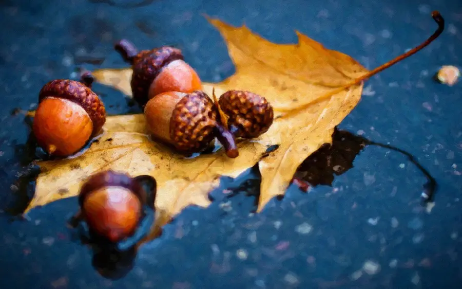 Artistic photo and wallpaper of oak seeds and leaves in rainy weather of autumn