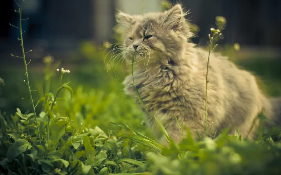 Popular gray Persian cat wallpaper among the greenery