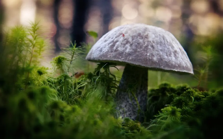 Awesome gray forest mushroom wallpaper suitable for Windows 11