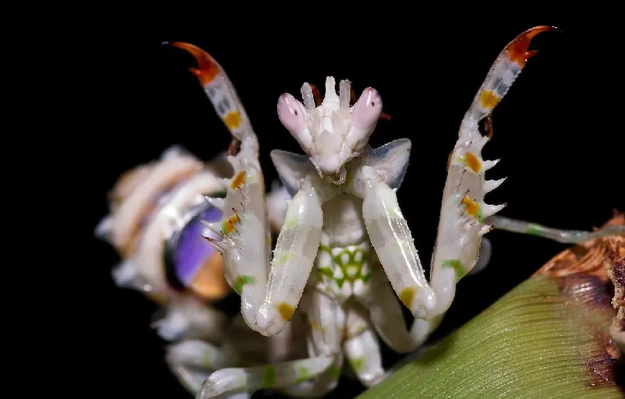 Strange White Mantis in an Art Frame
