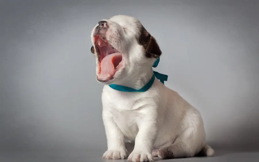 Photo of a beautiful and beautiful white puppy