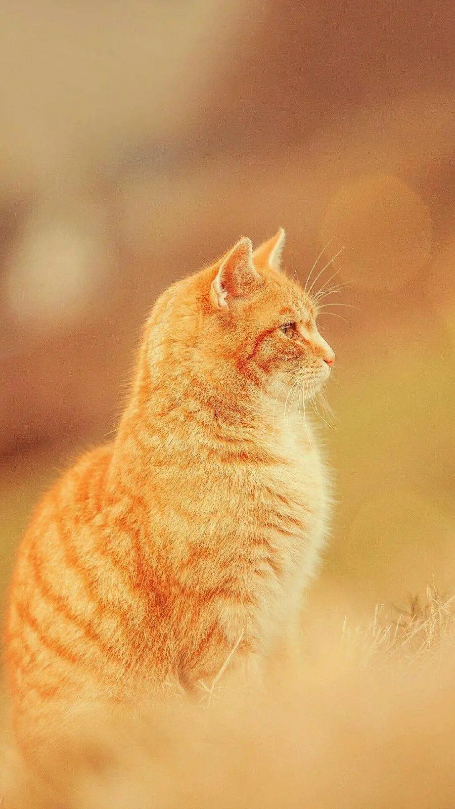 Dreamy orange cat background in Full HD quality 