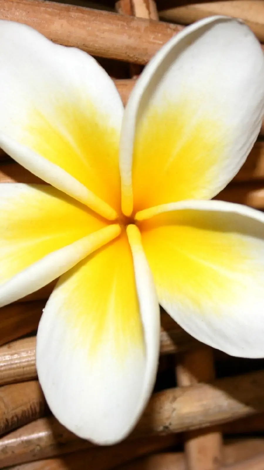 Close-up Photo of Five-Petal Plumeria Flower for Science Research