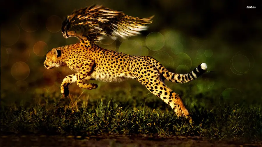 High Quality Cheetah and Leopard Wallpaper