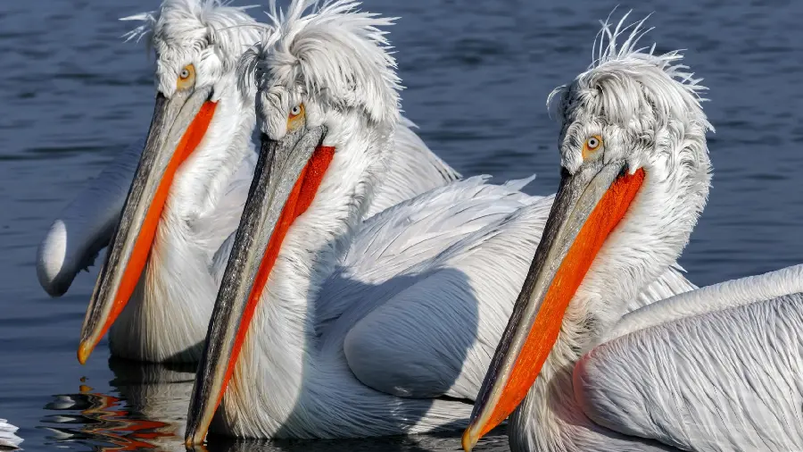 Bird and fish stock photo 4k quality