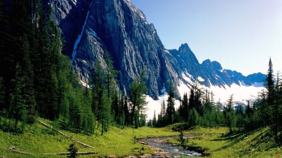 Beautiful forest wallpaper from Canadian nature