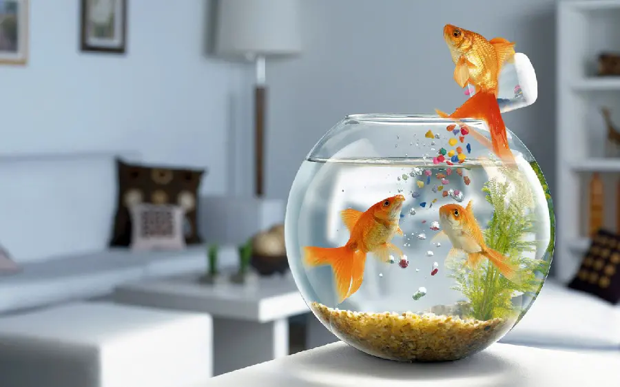 Interesting picture of a goldfish outside a water tank pouring food