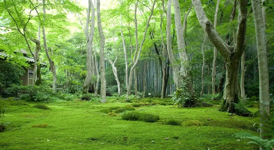 Beautiful forest photo with an energizing green theme suitable for social networks