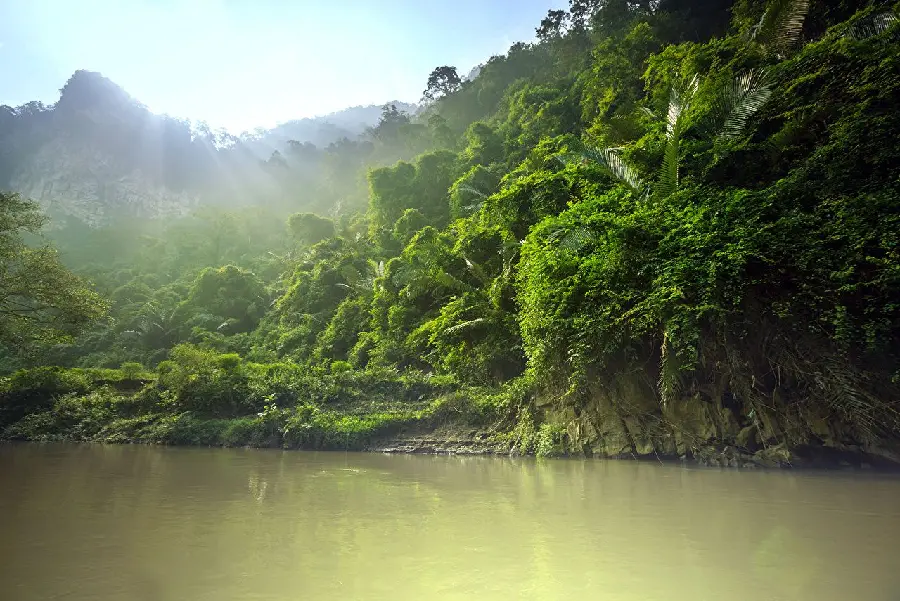 Dreamy Wallpaper of Cool River in Pleasant Forest 