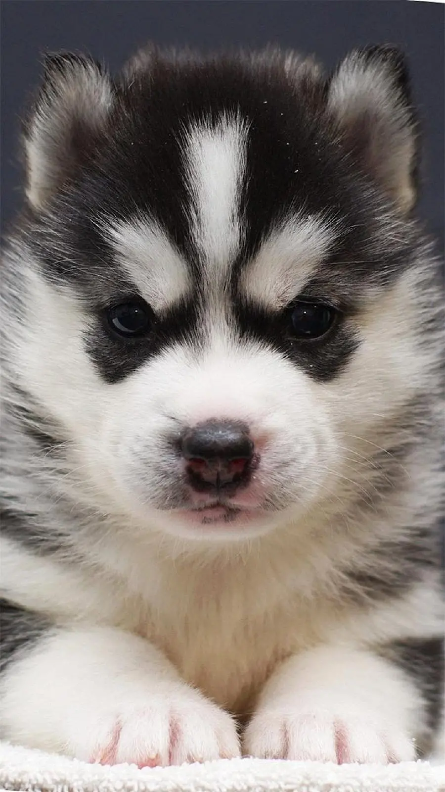 Unique Stock Photo of a Small Black and White Dog with a Beautiful Look