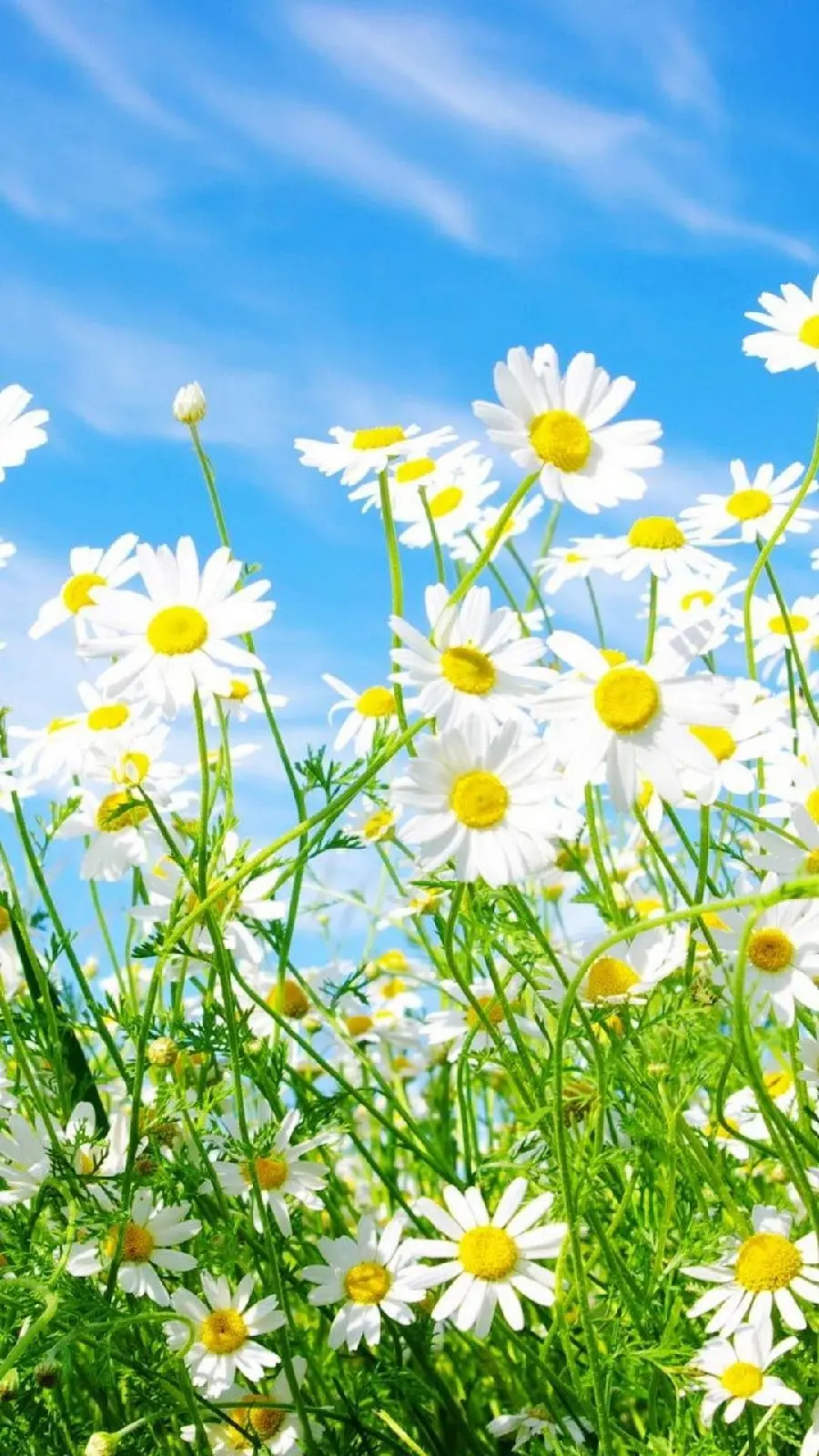 Download Spring Chamomile Background for Samsung