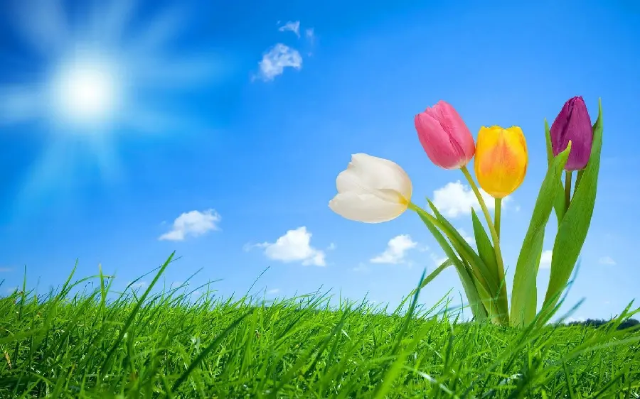 Spring Theme Computer Wallpaper