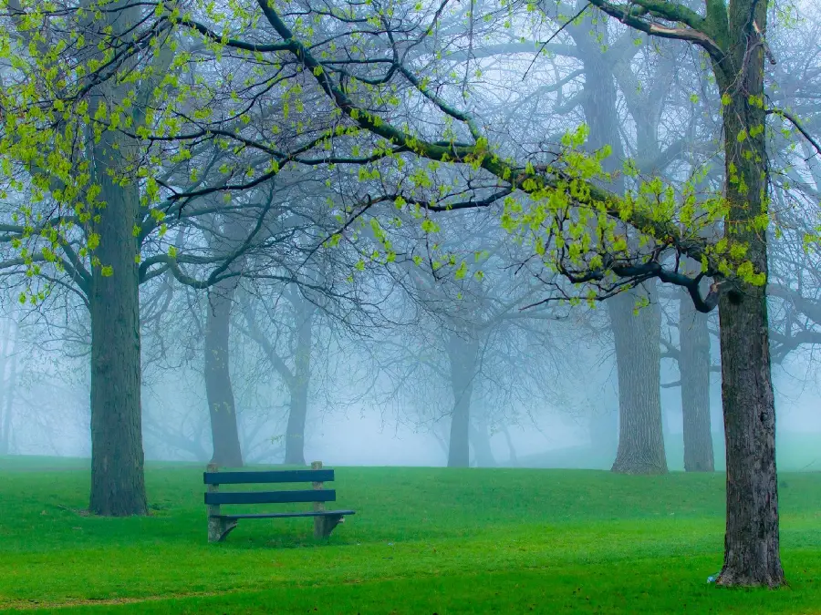 Full hd image of spring in a lush and beautiful foggy park