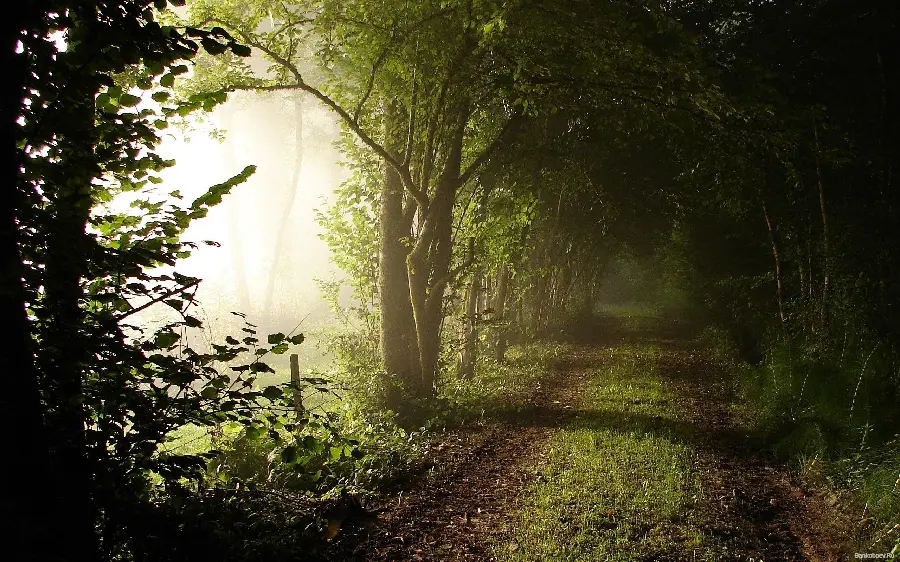 Spring morning photo in a dark forest