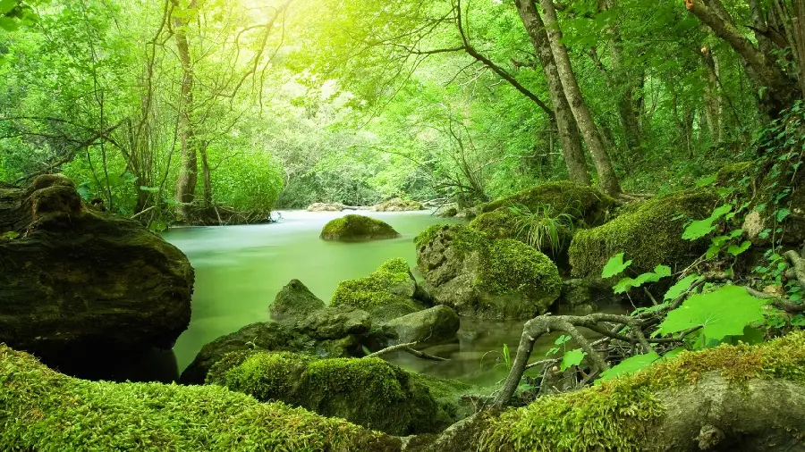 The best river profile in the amazing lush forest