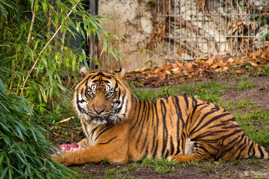 Tiger Photo for Background