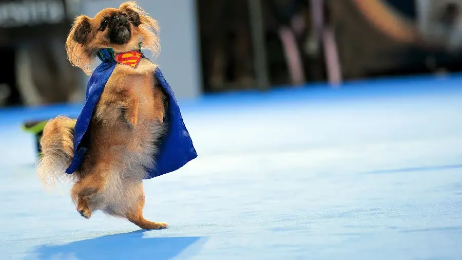 Full HD Photo of Beautiful Dog Breed with Cool Superman Costume for Wallpaper