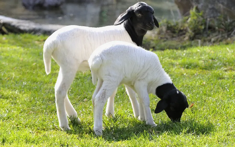 Download photo of two white sheep grazing and eating grass in Nature