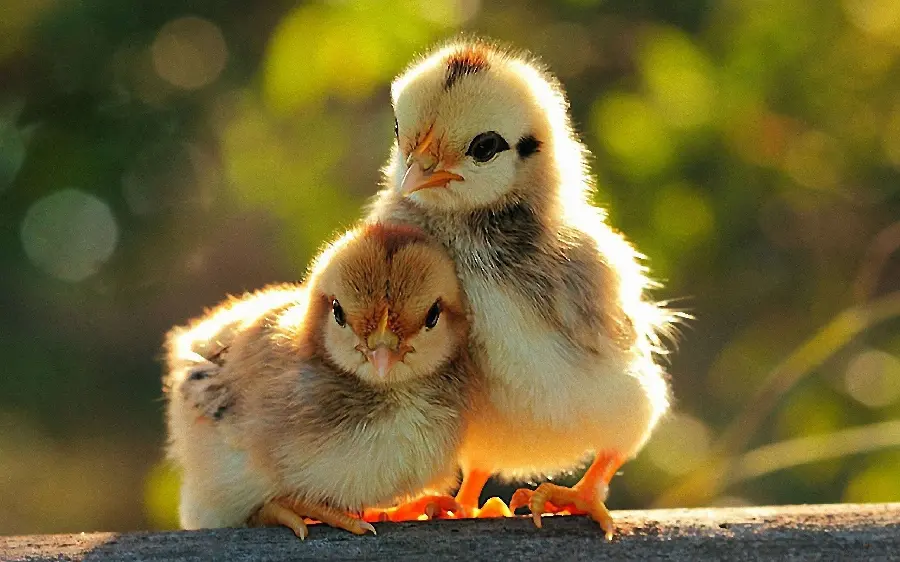 Free download of a romantic view of two little chicks for posting