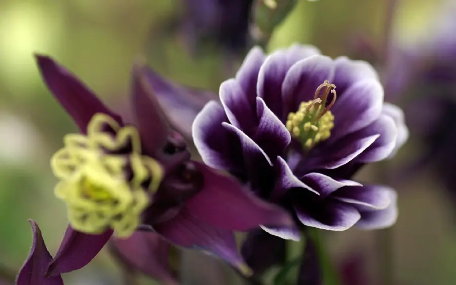 Beautiful and romantic flower photo with great variety and popularity