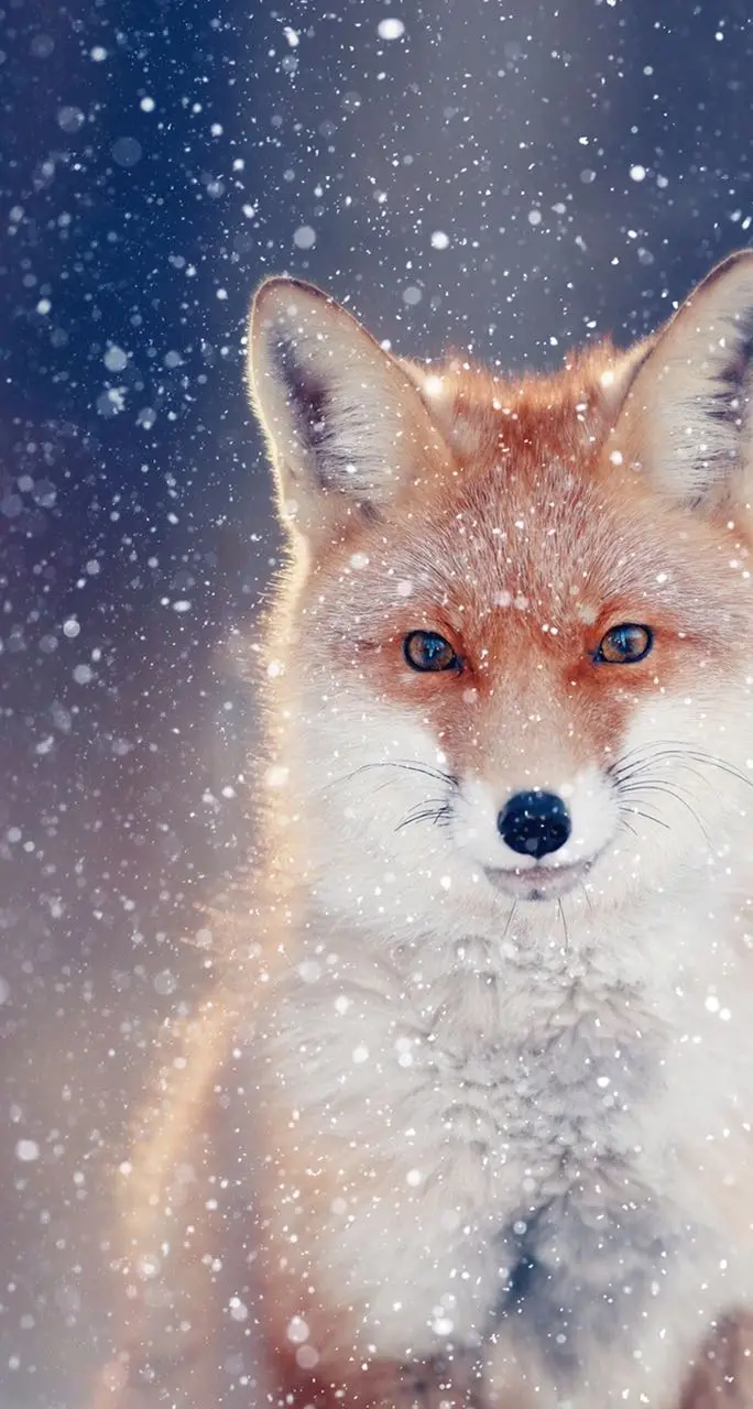 Picture Fox background suitable for mobile