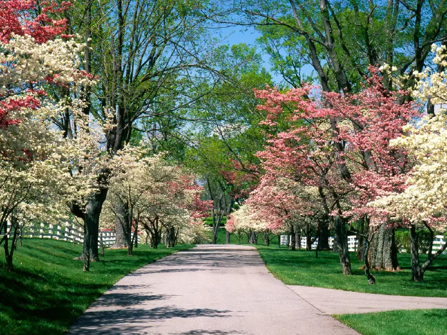 Beautiful photo of a park in spring