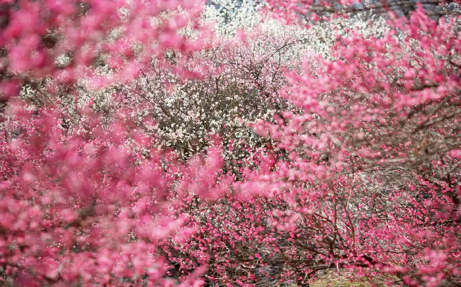 Beautiful and dreamy photo of spring cherry blossoms in Japan