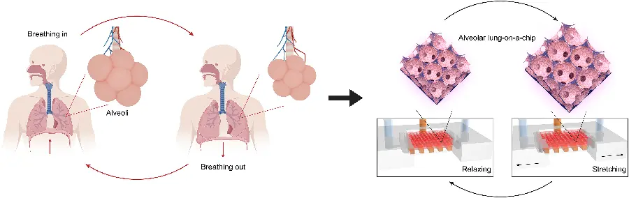 Photo of the mechanism of the respiratory system and human lung