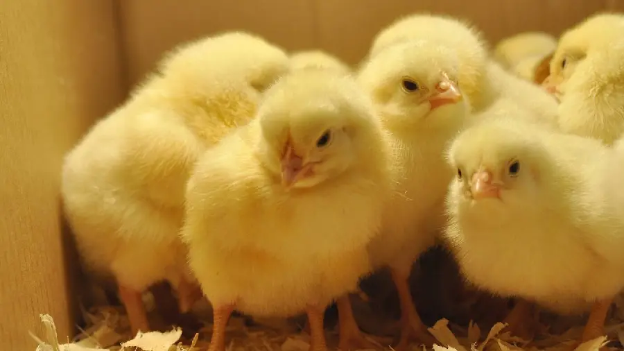 Picture of yellow chickens together in a box