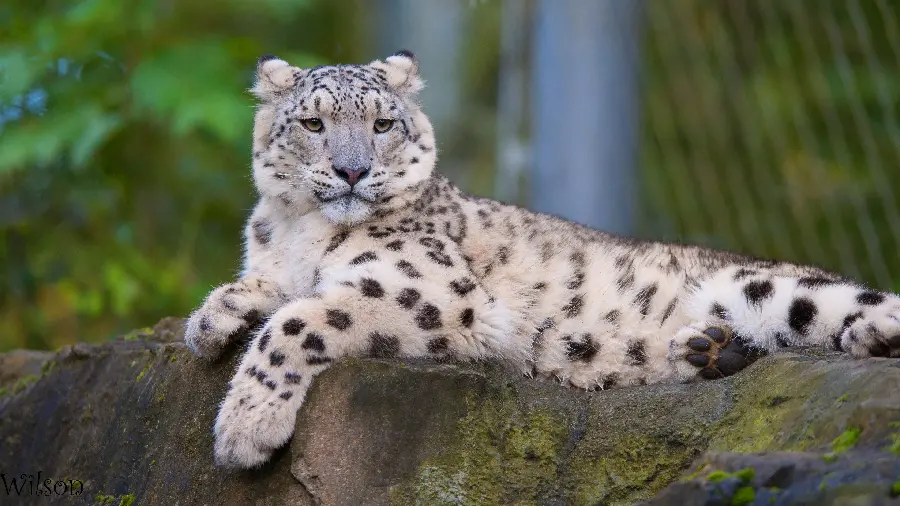 High quality old wild leopard photo