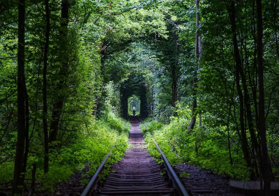 Unique nature profile photo of a beautiful green tunnel 1402