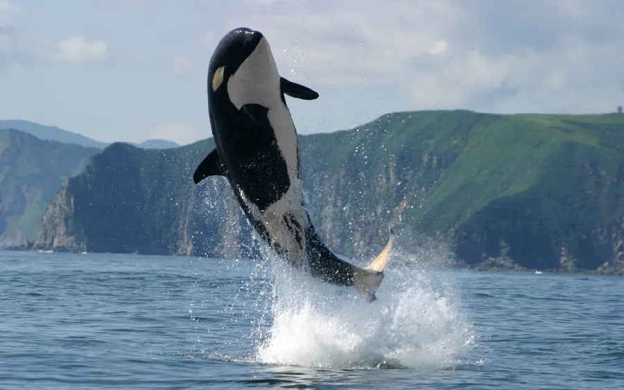 High quality image of killer whale and download stock photo of whale jumping out of water