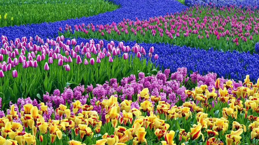 beautiful spring flower background
