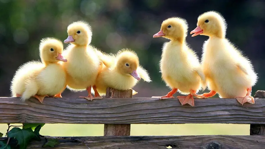Full hd photo of beautiful yellow ducks in spring nature