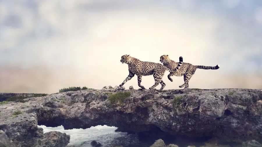 Download amazing wallpaper of wild cheetahs on beautiful rocks
