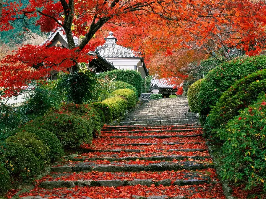 Photo of autumn leaves in the nature of Japan
