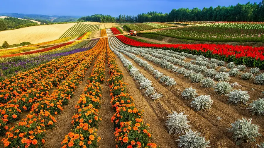 Beautiful and spectacular photo of a field of diverse and beautiful flowers in high quality