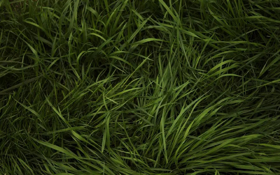Amazing background of greenery for desktop image 