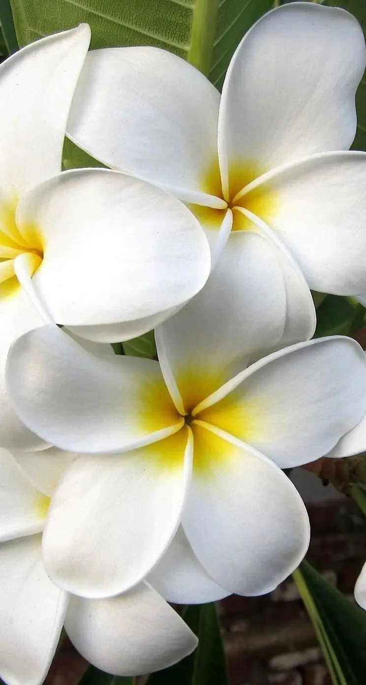 Beautiful Fragrant White Plumeria Flower Background for Windows 12