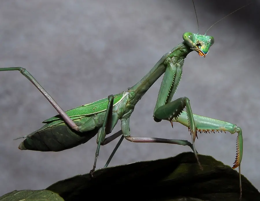 Amazing image of a green praying mantis with a grasshopper-shaped body