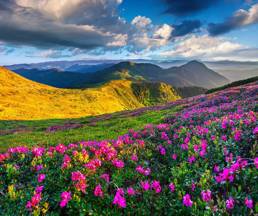 Photo of a meadow full of flowers in a mountainous area on a spring morning