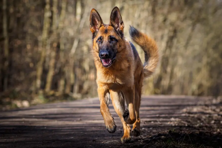 Magnificent photo of a wild and very large German Shepherd dog