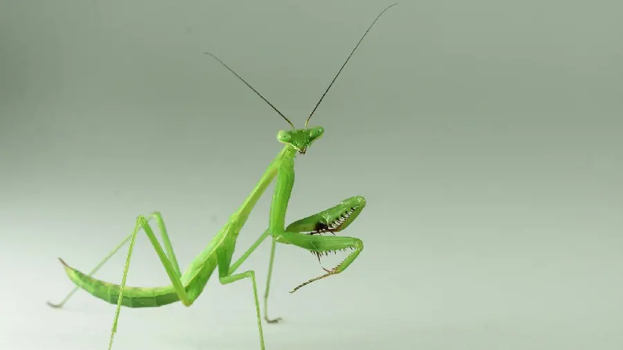 Dangerous praying mantis insect in an attractive HD view